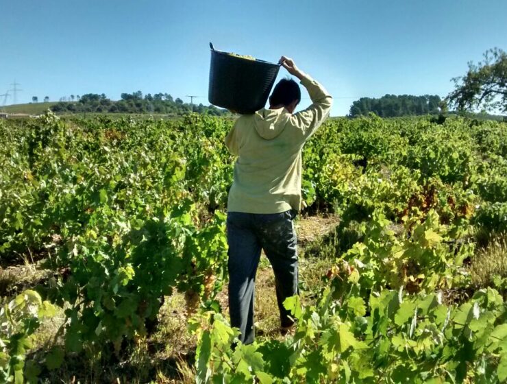 vendimiando